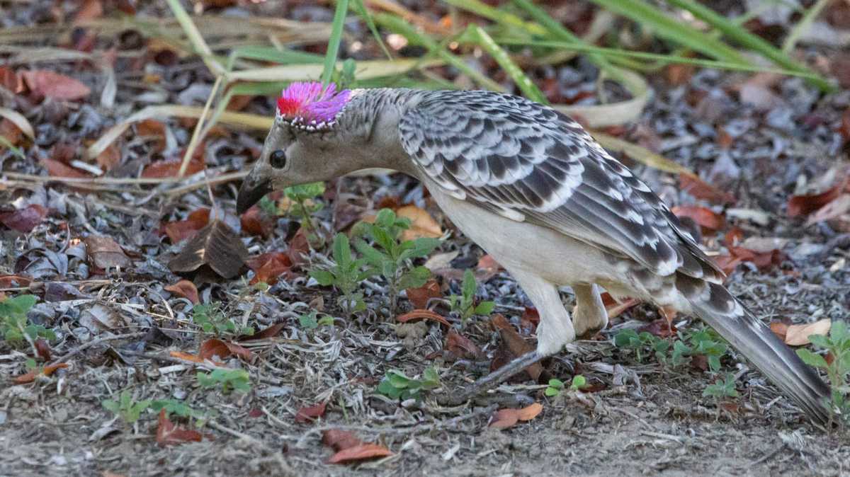 great-bowerbird